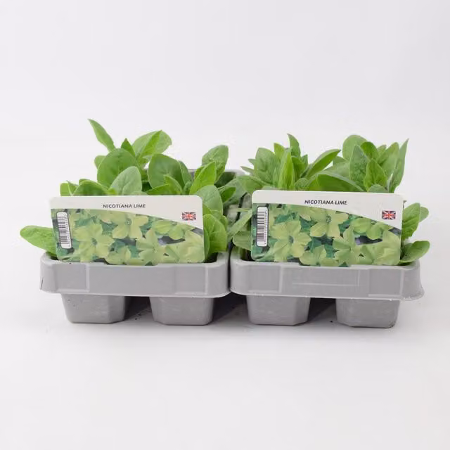 Plants By Post Nicotiana Lime Bedding Plants, 12 Pack, Green