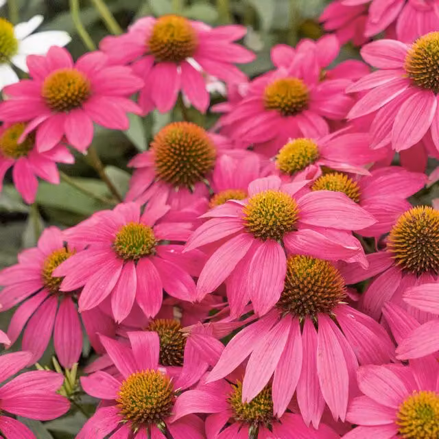 Unwins Pow Wow Wild Berry Echinacea Pink Flower Seeds