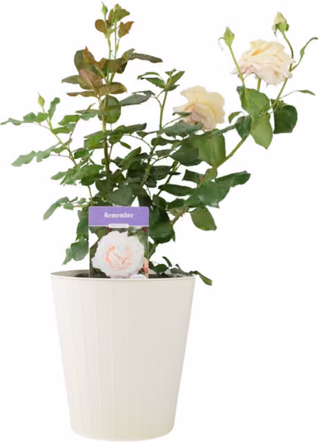 Plants By Post Remember Hybrid Tea Rose Shrub in Peach Cream Tone, 5.5L Pot