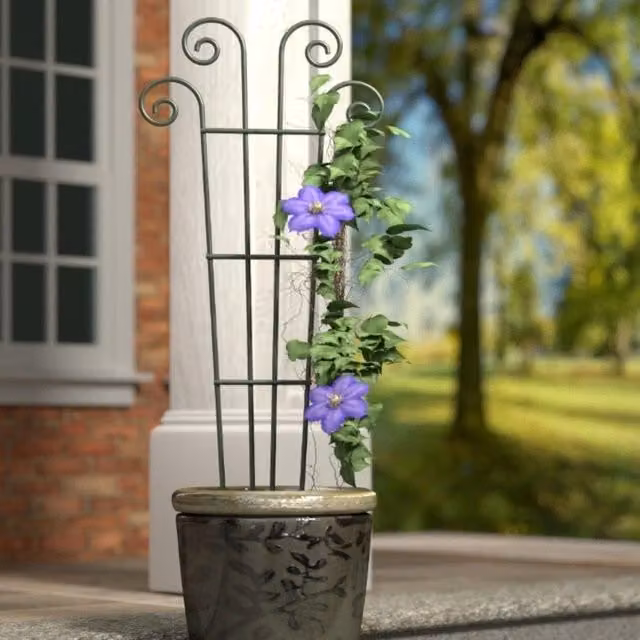 Primrose Green Metal Spiral Topped Wave Design Trellis and Plant Support, Height: 121 cm