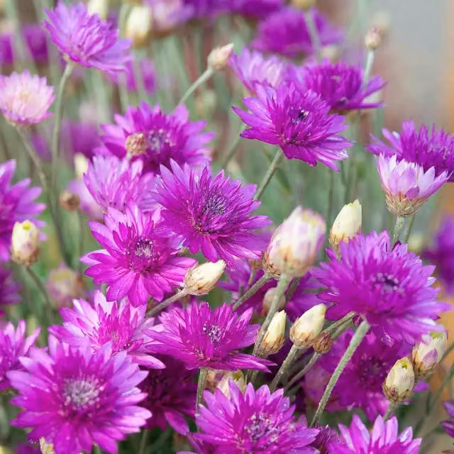 Unwins Xeranthemum Annum Ornamental Flower Seeds, Green