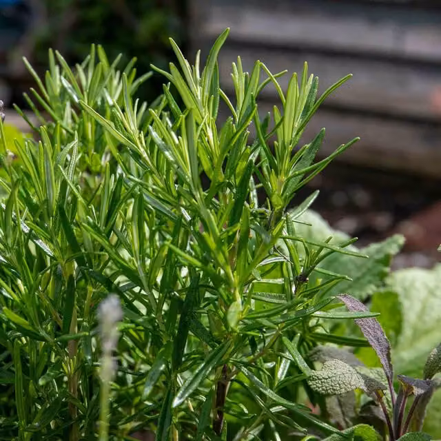 Marshalls Garden Rosemary Officinalis Upright Green Perennial Herb
