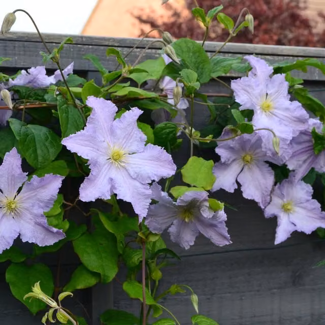 Plants By Post Clematis Blue Angel Lavender Blue Climbing Ornamental Garden Plant