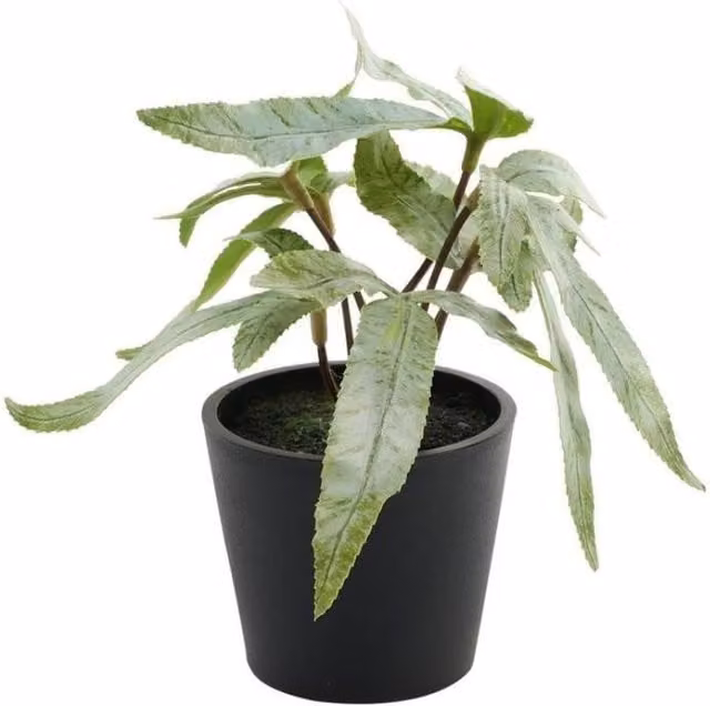 KDMD Pteris Potted Green House Plant, 2 Pack, 13 cm