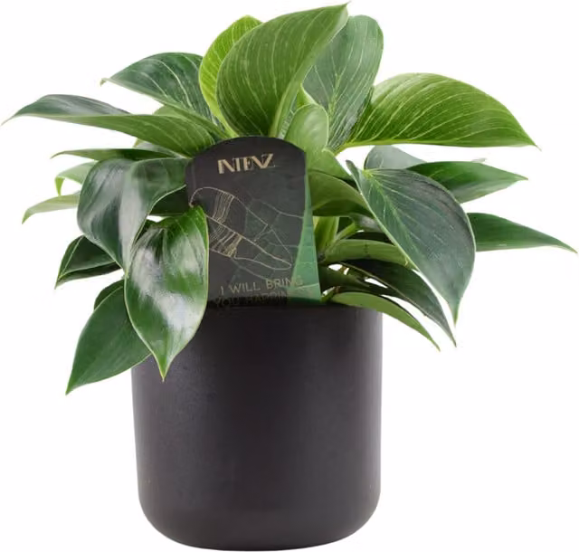 Plants by Post Philodendron White Wave Indoor Plant with Green and White Foliage in a 12cm Pot