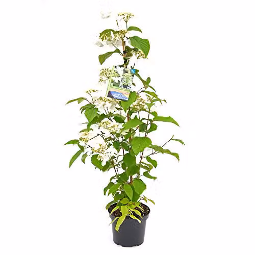 Thompson and Morgan Viburnum Plicatum Kilimanjaro Japanese Snowball Plant with White Blooms, 3 Litre Pot – 6