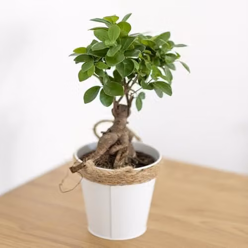 YouGarden Ficus Microcarpa Ginseng Bonsai Tree in 12cm Pot, Green Indoor Houseplant – 1
