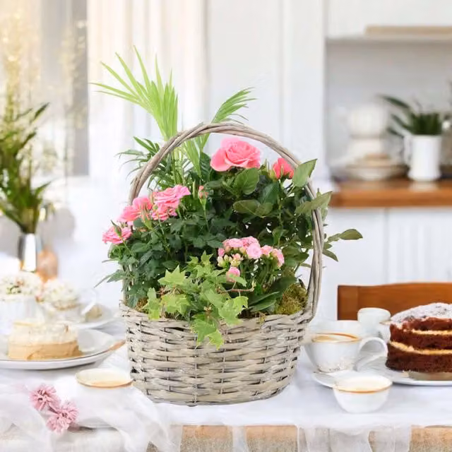 Plants by Post Pink Rosa Hanging Basket with Living Rose Plants in a Rustic Oval Rattan Pot