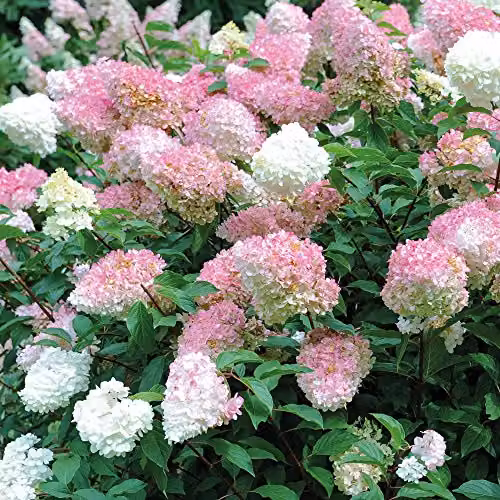 Thompson & Morgan White Vanille Fraise Hydrangea Ornamental Outdoor Shrub in 8cm Pot – 3