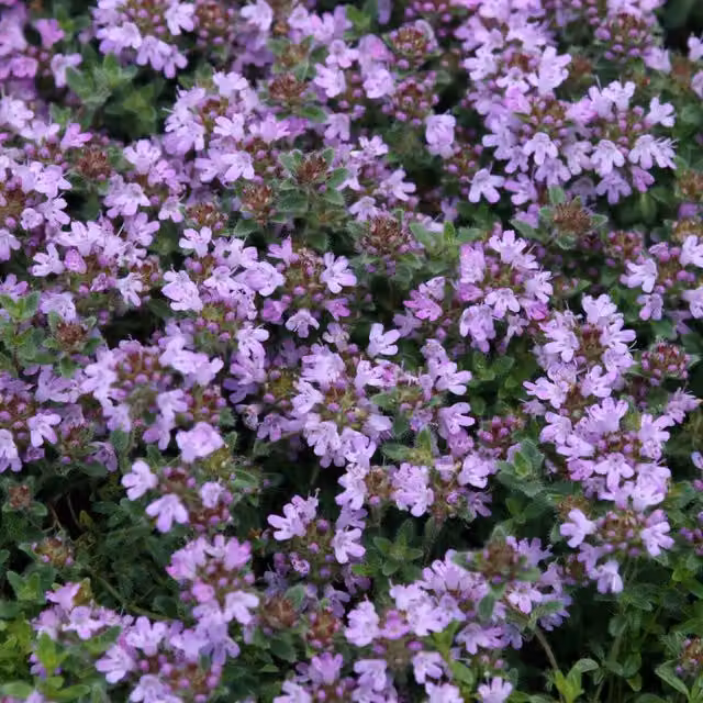 Set of 3 Primrose Thymus Polytrichus Perennial Herb Garden Plants in 9cm Pots, Purple and Grey