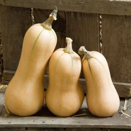 Thompson & Morgan Winter Butternut Hunter F1 Squash Vegetable Seeds, 10 Seeds – 2
