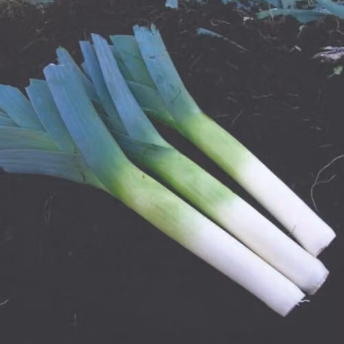 Thompson & Morgan Leek Below-Zero F1 Hybrid Vegetable Seeds, 25 Seeds per Packet