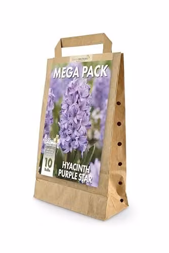 GreenBrokers Purple Star Hyacinth Spring Flower Bulbs, 10 g – 1