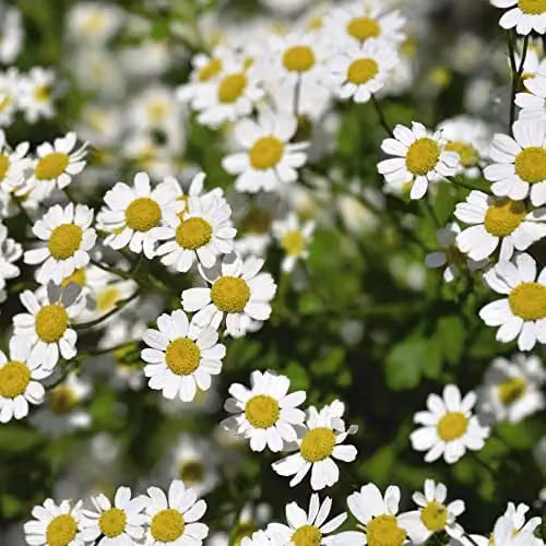 Thompson and Morgan Golden Feverfew Tanacetum parthenium Aureum Fragrant Semi-Evergreen Herb Seeds, 300 Seeds