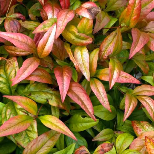 YouGarden Nandina domestica Fire Power Heavenly Bamboo Ornamental Shrub in 2L Pot – 3