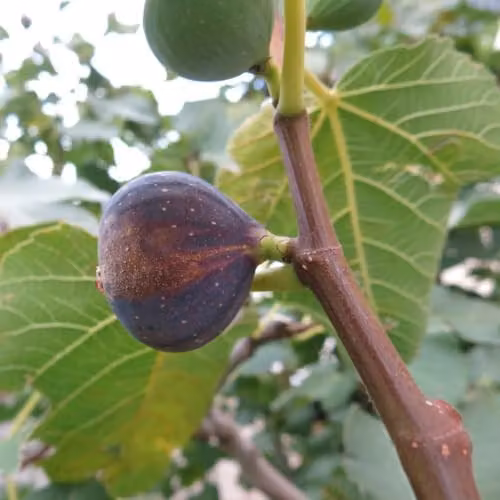 Thompson & Morgan Hardy Brown Turkey Fig Tree, 2 x 3 Litre Potted Outdoor Fruit Plants – 3