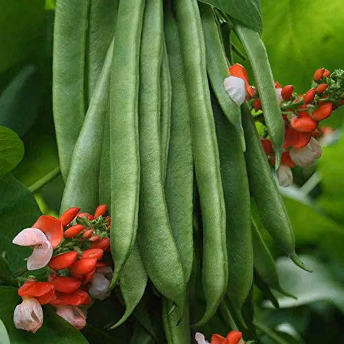 Thompson and Morgan Runner Bean Tenderstar Seeds, 30 Seeds per Packet