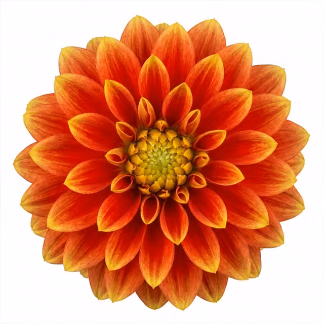 Plants by Post Dahlia Fun Flame Orange and Yellow Perennial Garden Plant, 3L