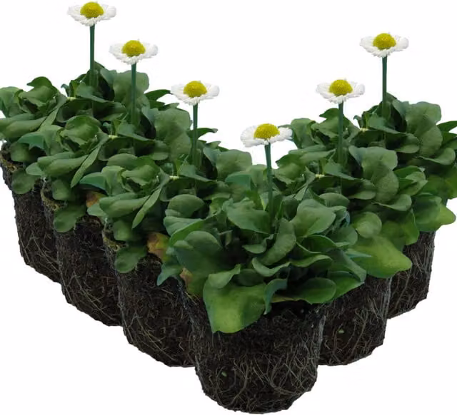 Plants by Post Bellis perennis White Perennial Spring Flowers, 10.5cm Pots, Pack of 6