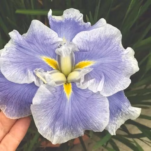 Thompson & Morgan Iris ensata Dinner Plate Ice Cream Purple Perennial in 9cm Pot