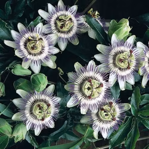 Thompson & Morgan Passiflora caerulea Exotic Climber with White, Purple and Orange Flowers and Edible Fruits, 1x 9cm Potted Plant – 4
