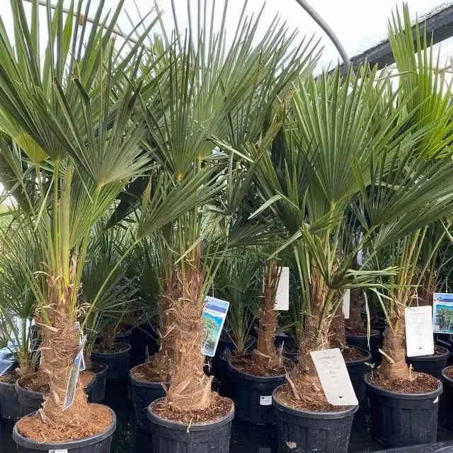 Direct Plants Trachycarpus Fortunei Fan Palm Tree, 4-5ft, 15-20 Litre Pot, Green