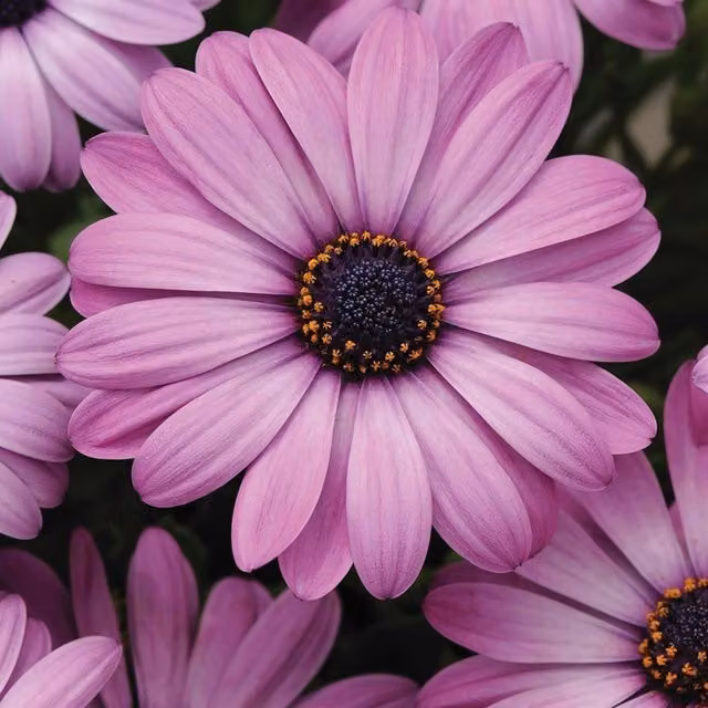 Plant Theory Set of 3 Akila Lavender Pink Osteospermum African Daisy Bedding Plants in 9cm Pots