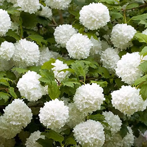 YouGarden Viburnum Eskimo White Standard Ornamental Shrub in 3L Pot