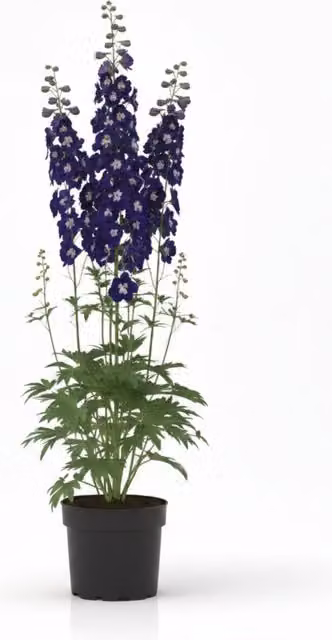 Plants by Post Delphinium Dark Blue and White Bee Tall Flowering Perennial, 1L Pot