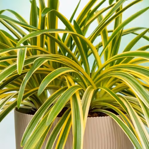 Thompson & Morgan Agapanthus Zambezi African Lily Perennial, 2 x 2L Pots