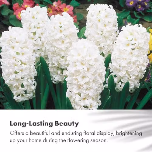 GreenBrokers White Hyacinth Growing Kit with 3 Bulbs and Pot – 3