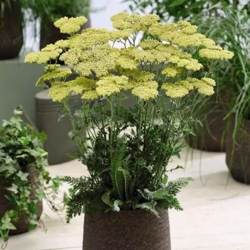 Thompson & Morgan Achillea Summer Fruits Lemon Hardy Perennial, 3 Litre Potted Plant with Yellow Flowers – 2