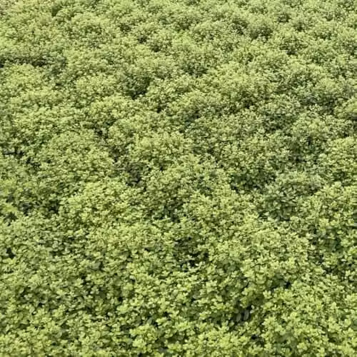 Thompson and Morgan Pittosporum tenuifolium Golf Ball Dwarf Evergreen Topiary Compact Hedge, Green, 1 x 3 Litre Pot