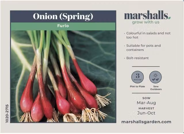 Marshalls Garden Red Spring Onion Seeds Furio Allium fistulosum
