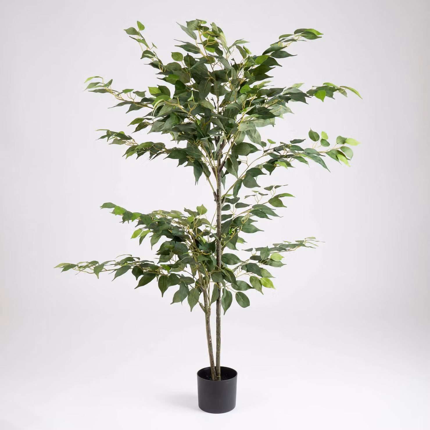 Scottish Everlastings Ltd Green Ficus Tree, Height: 140 cm – 2
