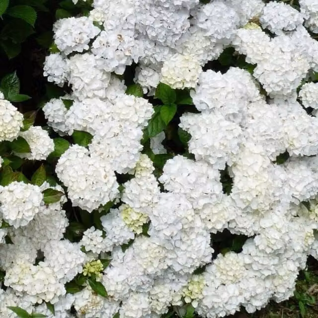 Direct Plants Hydrangea Madame Emile Mouillere White Ornamental Garden Shrub