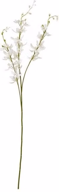 Lemon Pavilion White Cymbidium Orchid Spray Single Stem Flower W24 x D10 x H95 cm – 1