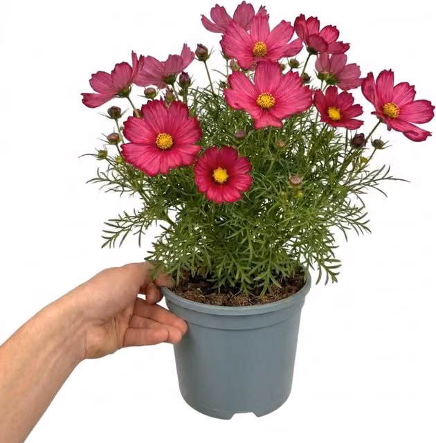 Plants By Post Cosmos Apollo Carmine Red Summer Bedding Plant, 2L