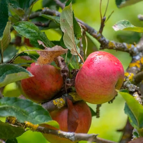 Thompson & Morgan Wonder Tree Elstar Apple Compact Patio Fruit Tree (Height: 1.4 m)