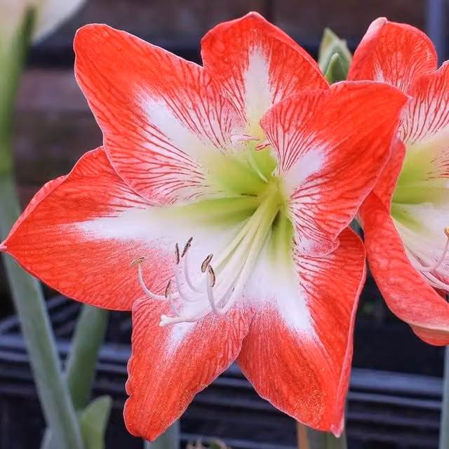 Thompson & Morgan Amaryllis Minerva Red and White Indoor Plant Bulbs