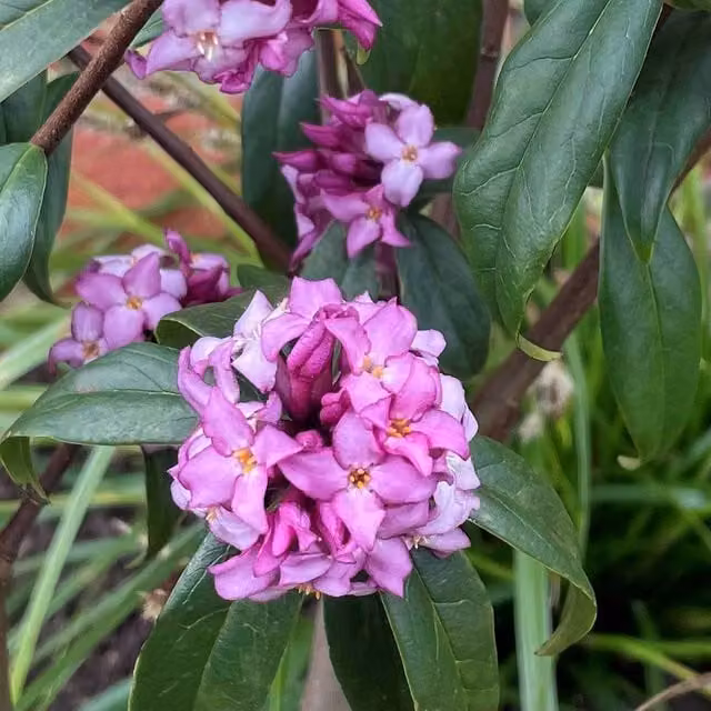 Marshalls Garden Daphne Mary Rose Pink Fragrant Evergreen Ornamental Shrub