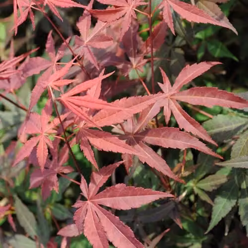 YouGarden Japanese Red Maple Acer palmatum Atropurpureum Deciduous Ornamental Tree with Red and Purple Leaves in a 1.5L Pot – 2