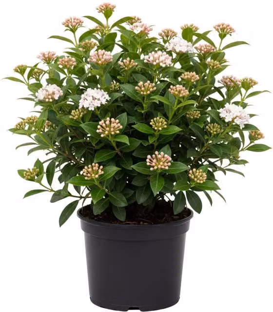 Plants By Post Viburnum Tinus Eve Price Evergreen Ornamental Shrub, 3L, Green
