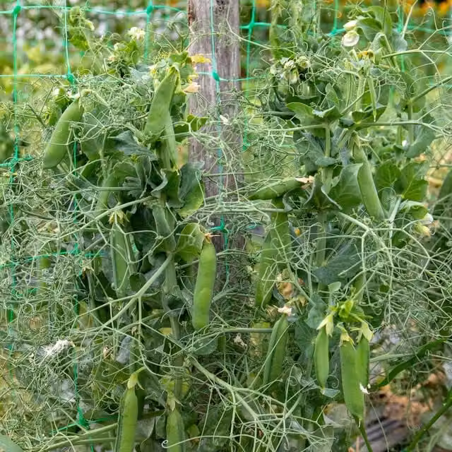 Marshalls Garden Pea Seeds Ruselargo Maincrop Disease Resistant High Yield