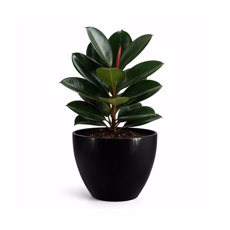 Simpa Avant-Garde Gloss Plastic Planter Set of 2 in Black