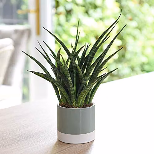 Thompson and Morgan Sansevieria Perennial Indoor Houseplant, Green, 1x 9cm Potted Plant