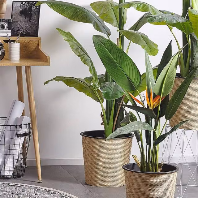 Wyld and Coco Green Strelitzia Artificial Tree with Concrete Base, Height: 115 cm – 1