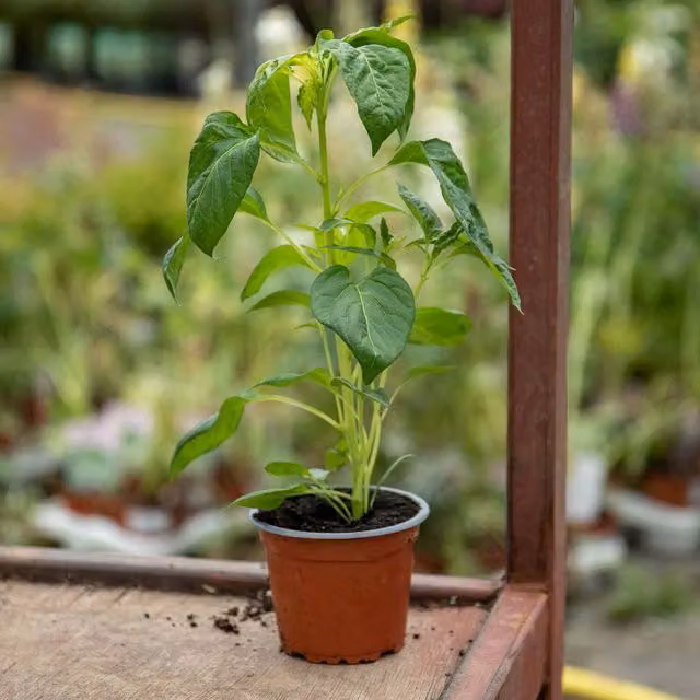 Marshalls Demon Red Chilli Potted Indoor Plant, 9cm Pot