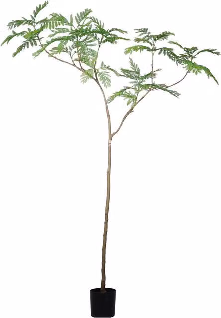 Leaf UK XL Luxury Artificial Jacaranda Tree in Green and Black, Height: 240 cm