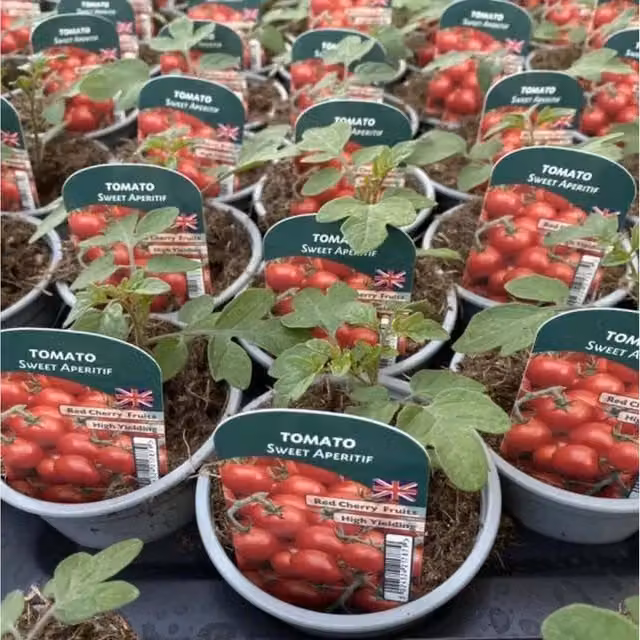Plants by Post Set of 3 Tomato Sweet Aperitif British Grown Cherry Tomato Plants with Red Fruit and Green Foliage